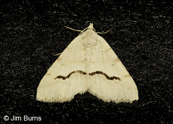 Mesquite Looper Moth, Arizona