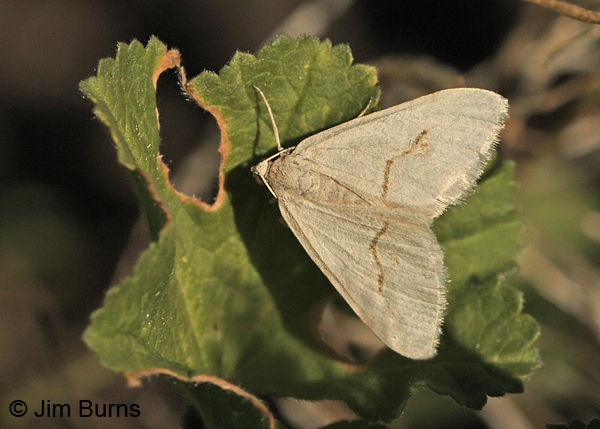 Mesquite Looper Moth, very light individual, Arizona