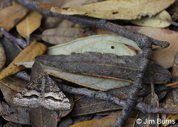 Mesquite Looper Moth in leaves, Arizona