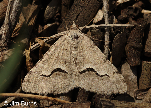 Mesquite Looper Moth in leaves, Arizona