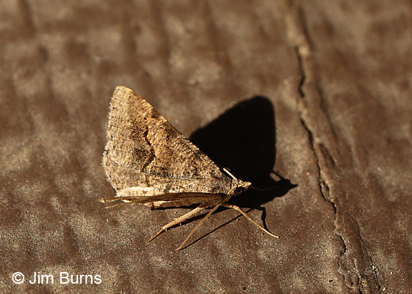Mesquite Looper Moth wings up, Arizona