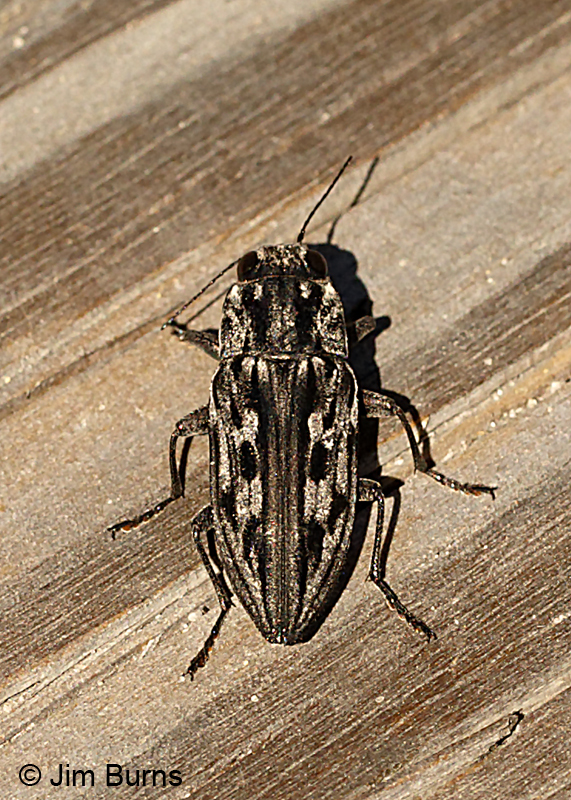 Metallic Woodborer