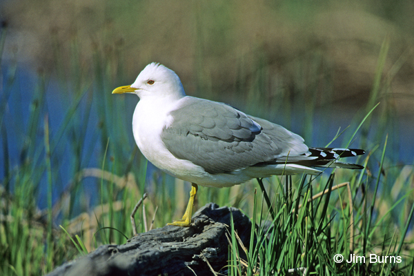 Mew Gull adult