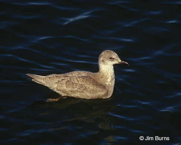 Mew Gull juvenile