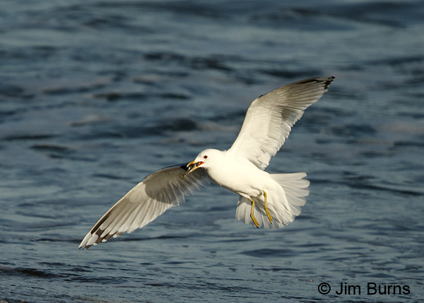 Mew Gull landing with fish
