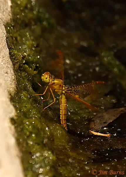 Mexican Amberwing female ovipositing in moss, Maricopa Co., AZ, August 2018--5890