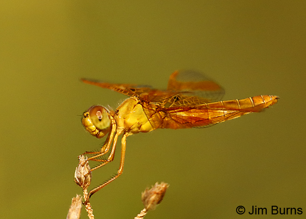 Mexican Amberwing female, Maricopa, Co., June 2018--8933