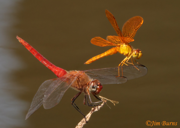 Mexican Amberwing male (top) with Red-tailed Pennant male, wing walking sequence #6, Maricopa Co., AZ, September 2022--0008
