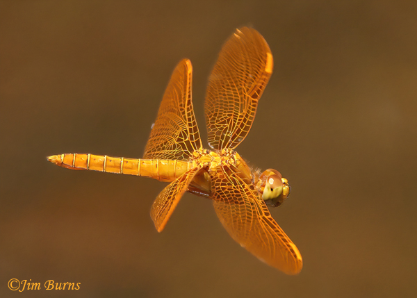 Mexican Amberwing male in flight, Maricopa Co., AZ, June 2022--7752