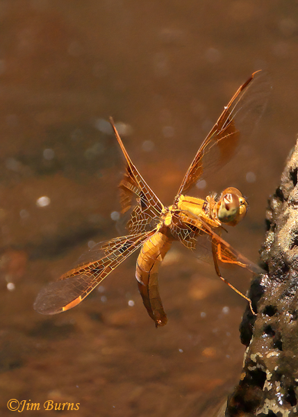 Mexican Amberwing female ovipositing on mossy rock above water level--7829
