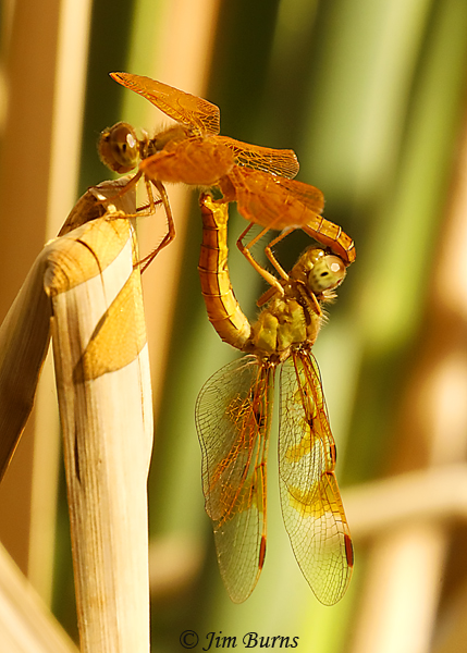 Mexican Amberwing pair in wheel, Santa Cruz Co., AZ, October 2020--8226