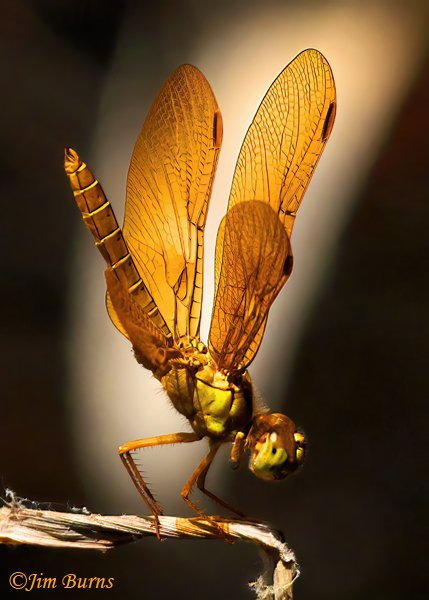 Mexican Amberwing stained glass in sunshaft, Maricopa Co., AZ, July 2024--8452