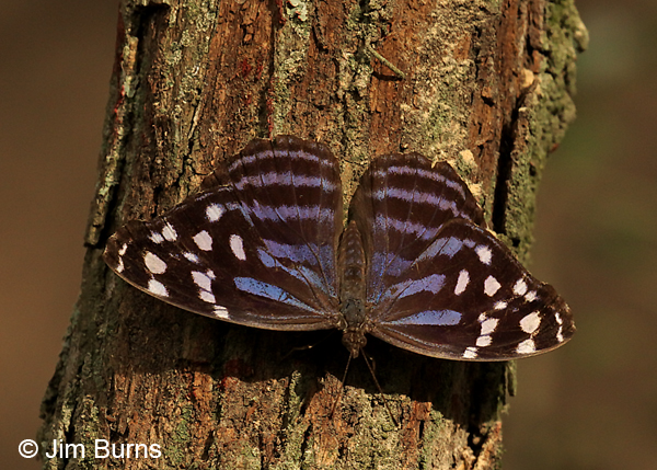 Mexican Bluewing female, Texas