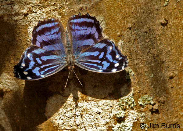 Mexican Bluewing male, Texas