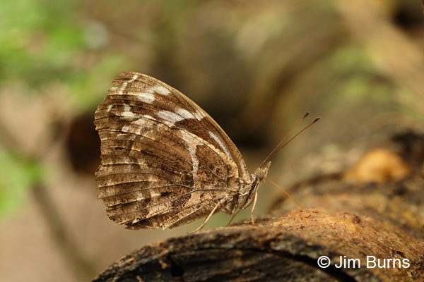 Mexican Bluewing male underwing, Texas