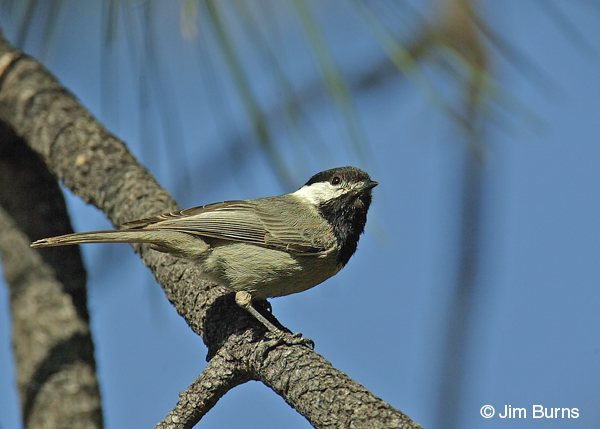 Mexican Chickadee