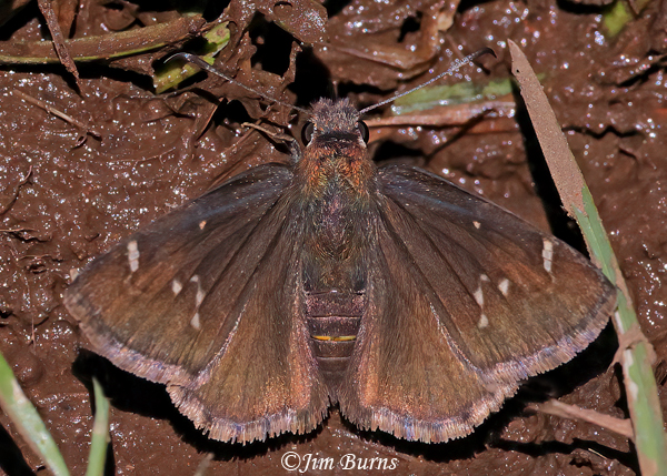 Mexican Cloudywing, Arizona--7123