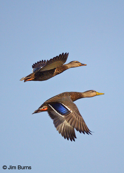 Mexican Ducks