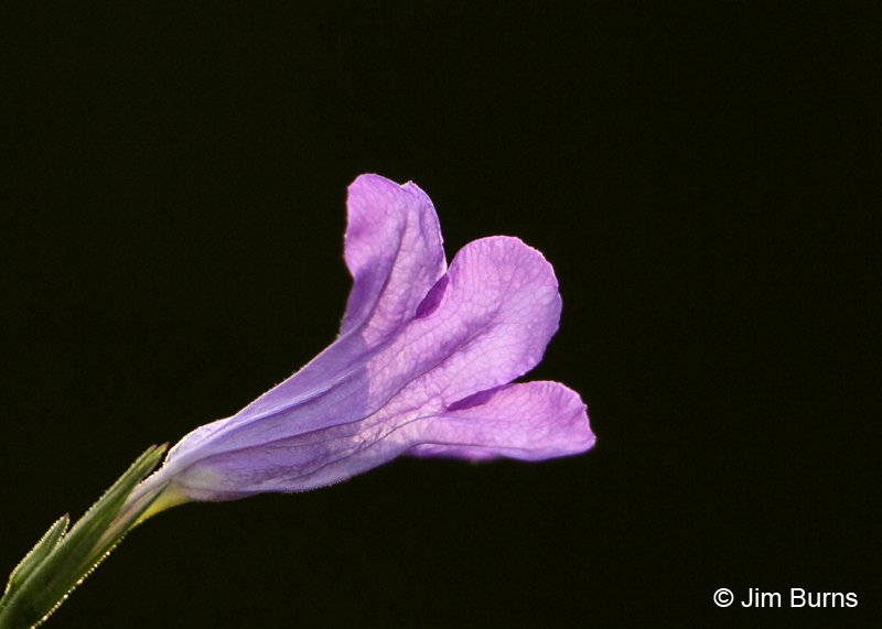 Mexican Evening Primrose, Arizona
