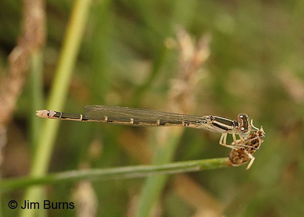 Mexican Forktail immature andromorph female, Pinal Co., AZ, May 2016