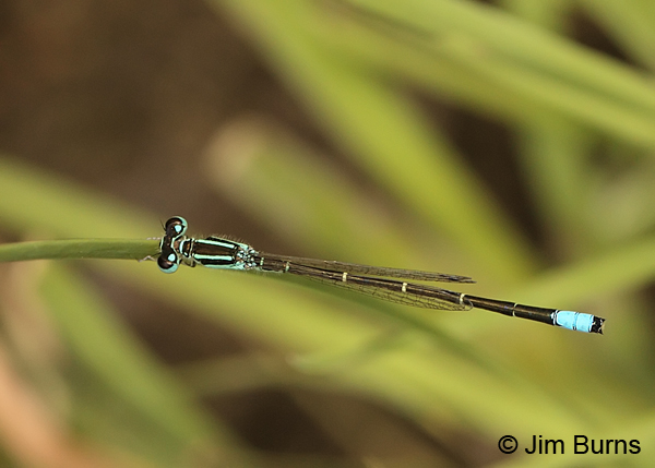 Mexican Forktail male dorsal view, Santa Cruz Co., AZ, September 2013