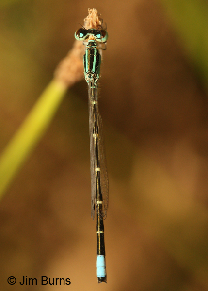 Mexican Forktail male dorsal view, Santa Cruz Co., AZ, June 2012