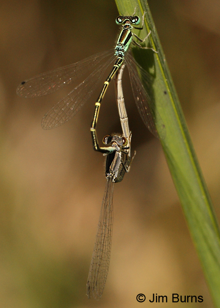 Mexican Forktail pair in wheel, Maricopa Co., AZ, April 2012