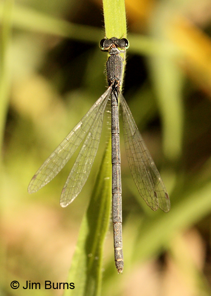 Mexican Forktail pruinose female, Maricopa Co., AZ, October 2011