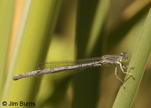 Mexican Forktail pruinose female, Maricopa Co., AZ, April 2012