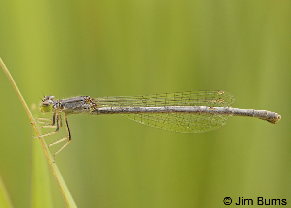 Mexican Forktail pruinose female, Grant Co., NM, August 2012