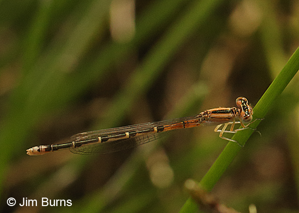 Mexican Forktail teneral heteromorph female, Pinal Co., AZ, May 2016