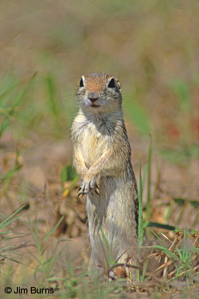 Mexican Ground Squirrel