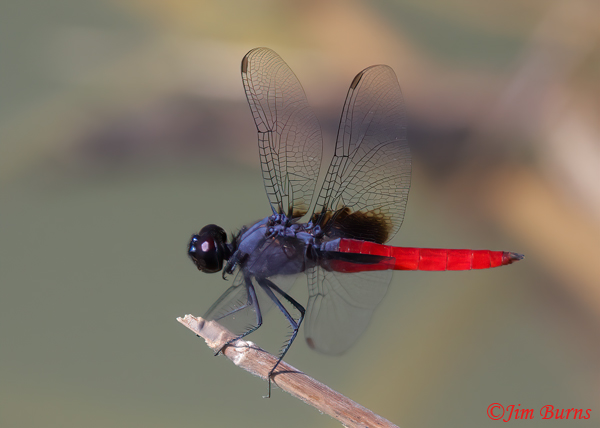 Mexican Scarlet-tail male, Hidalgo Co., TX, September 2023--4238