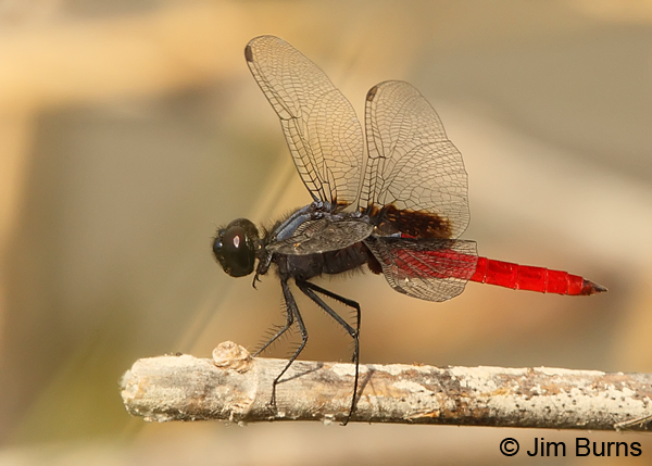 Mexican Scarlet-tail male, Hidalgo Co., TX, October 2013