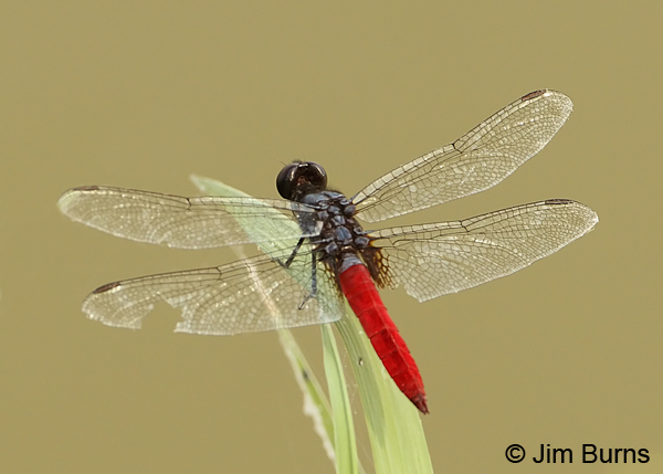 Mexican Scarlet-tail male dorsal view, Hidalgo Co., TX, October 2013.