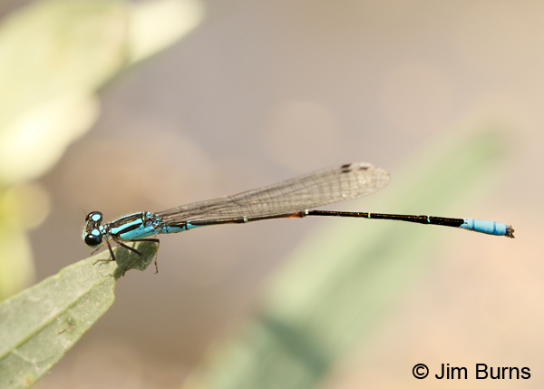 Mexican Wedgetail male, Kinney Co., TX, September 2013