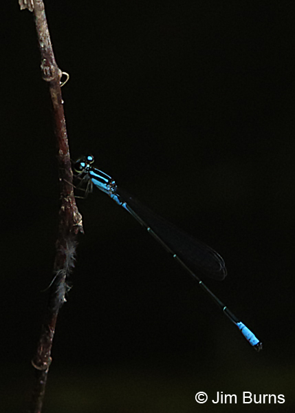 Mexican Wedgetail male, Real Co., TX, August 2017