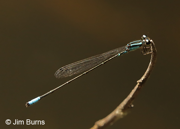 Mexican Wedgetail male #2, Hidalgo Co., TX, November 2016