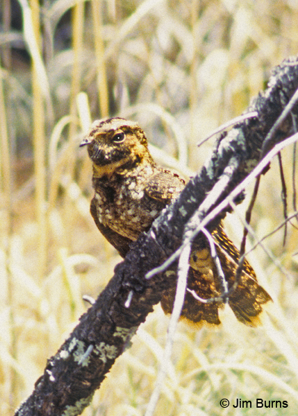 Mexican Whip-poor-will