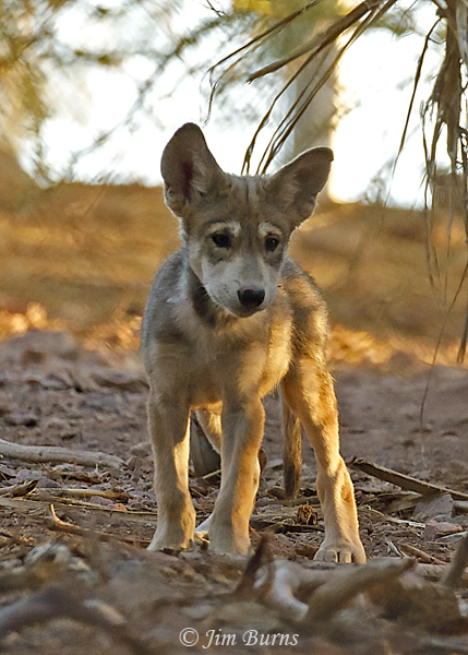 Mexican Wolf pup--4252