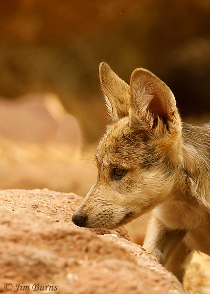 Mexican Wolf pup #3--4313