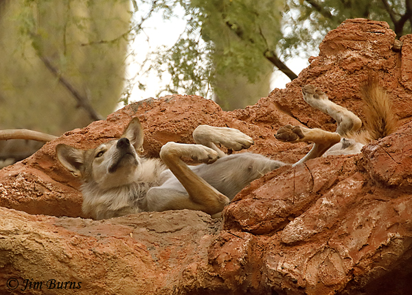 Mexican Wolf scratching #3--4320