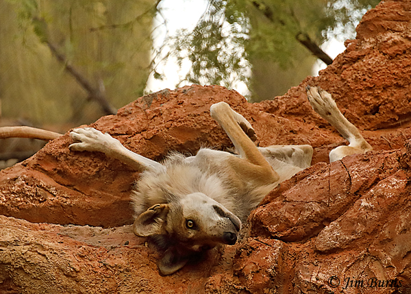 Mexican Wolf scratching #4--4325