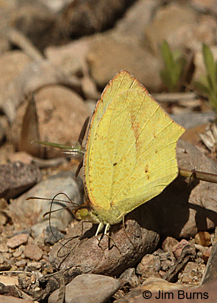 Mexican Yellow drinking, Arizona