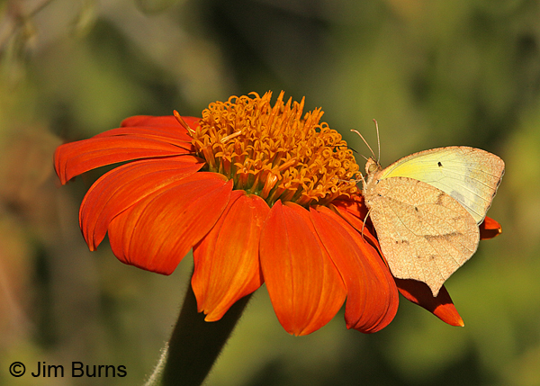 Mexican Yellow on Mexican Sunflower, Arizona