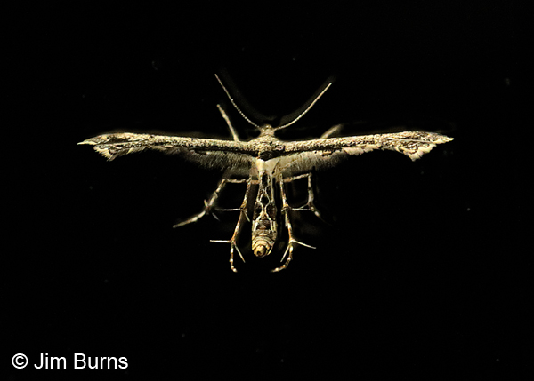 Michaelophorus indentatus on black, Arizona
