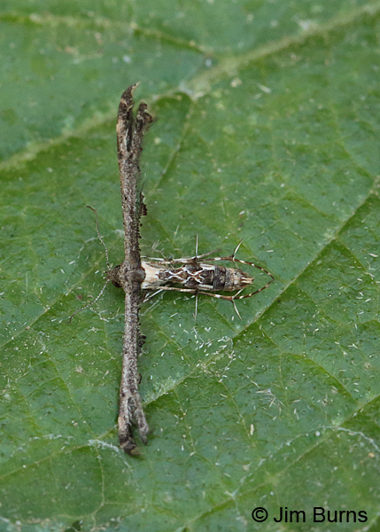 Michaelophorus indentatus on leaf, Arizona