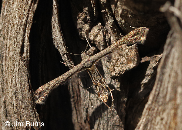 Michaelophorus indentatus on tree, Arizona