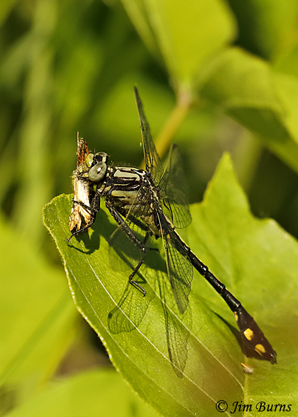 Midland Clubtail male eating a Hobomok Skipper, Pine Co., MN, June 2019--3662