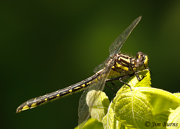 Midland Clubtail female, Pine Co., MN, June 2019--3691